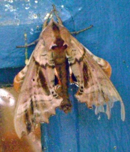 Unidentified Moth - Luke Tiller