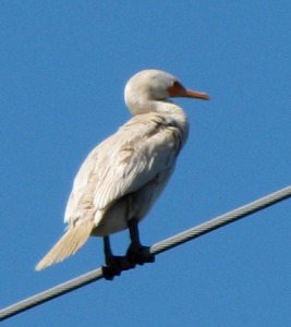 Albino Double-crested Cormorant - Dia Robinson
